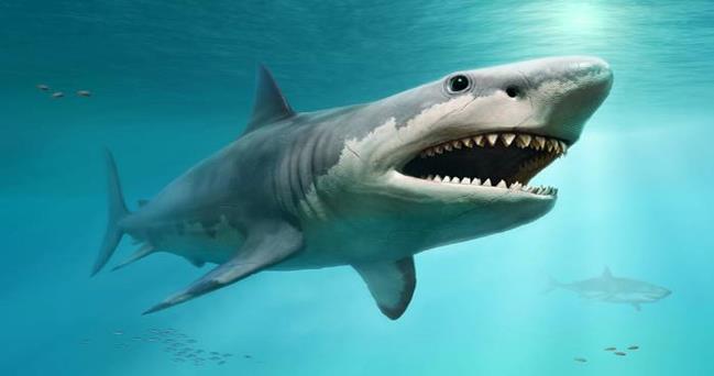 Super-Steamy Megalodon May Have Been Too Hot to Avoid Extinction