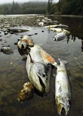 Biologists fear repeat of 2002 salmon kill in Klamath River