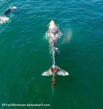 More whales getting tangled in fishing, trap lines off California coast   Orange County Register