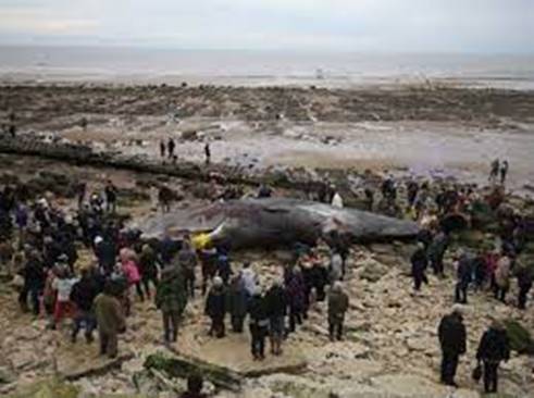 Don't knock dead whale selfies | Patrick Barkham | The Guardian