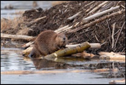A Female Beaver Looking Up Trying To Smell